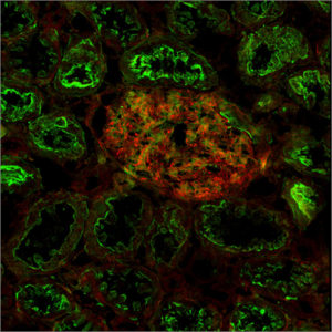 confocal3-300x300